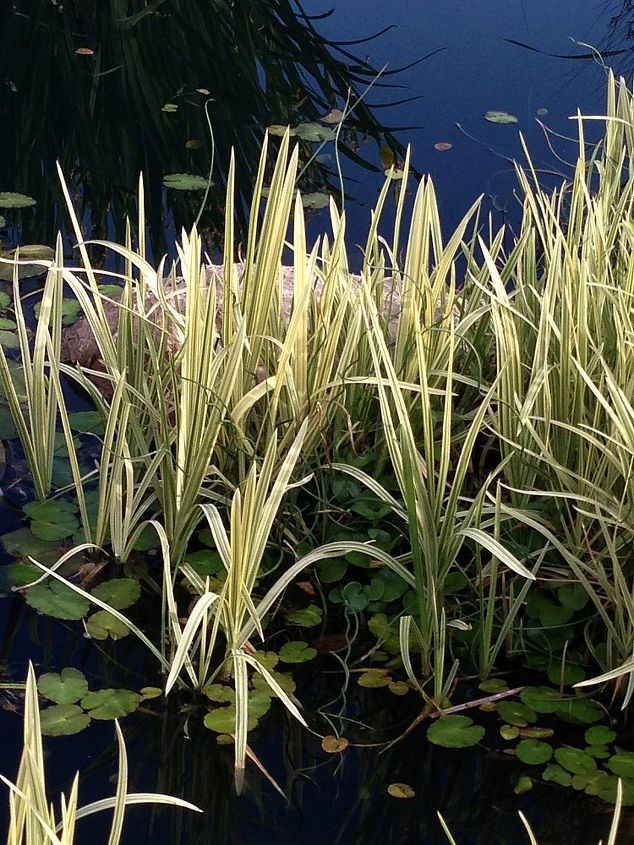 marginal aquatic plants, flowers, gardening, ponds water features, Variegated Manna Rush