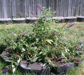 new flower garden with our new butterfly bush i got on sale, flowers, gardening, 2nd view finished