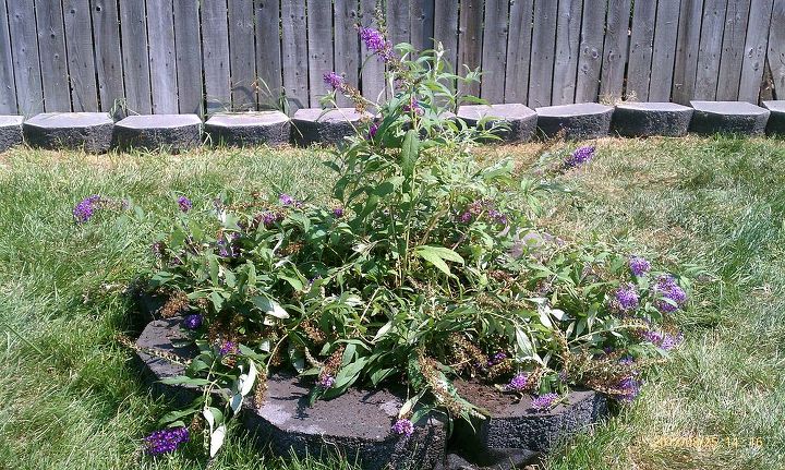 new flower garden with our new butterfly bush i got on sale, flowers, gardening, 2nd view finished