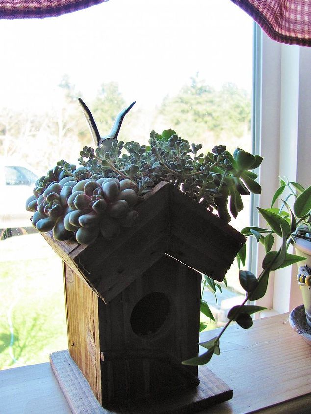 birdhouses, diy, gardening, outdoor living, pets animals, woodworking projects, This is a miniature about 7 tall that I bought and replanted