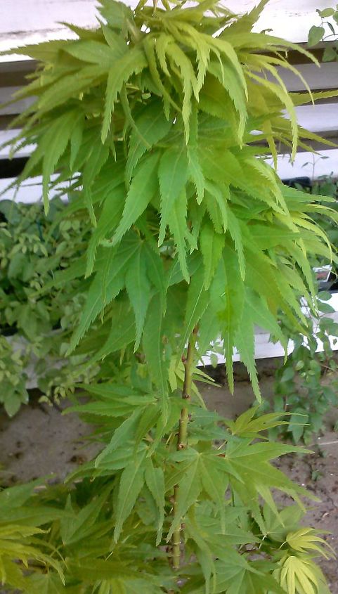 my love affair, Mikawa Yatsubusa