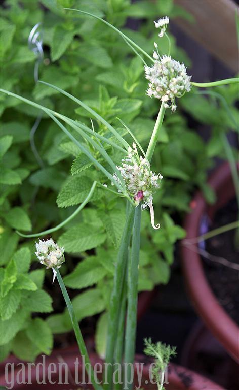 grow your own perennial container herb garden, container gardening, flowers, gardening, perennials, The possibilities are endless when it comes to perennial herb gardens For instance have you ever heard of the Egyptian Walking Onion