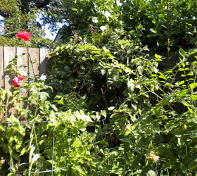 my backyard garden, flowers, gardening, outdoor living, More garden