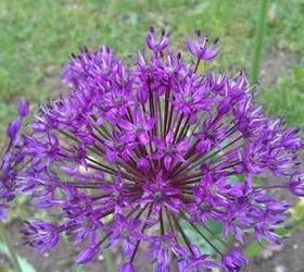 purple onion flower, flowers, gardening, Allium or garlic plant in Latin Part of the onion genus