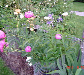 flower beds, flowers, gardening, Pink and white mixed in this picture I plan to leave them