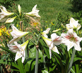 q amaryllis should i simply transplant in the fall or dig them up and replant next, gardening