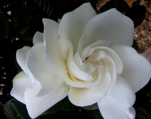 this bloom caught my attention this morning in the nursery though only hardy, gardening, Gardenia Aimee Yoshioka