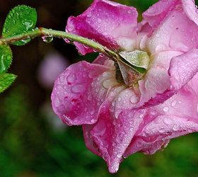 rain rain rain beautiful rain, gardening, My beloved Belinda s Dream rose is also heavy with the blessed rain