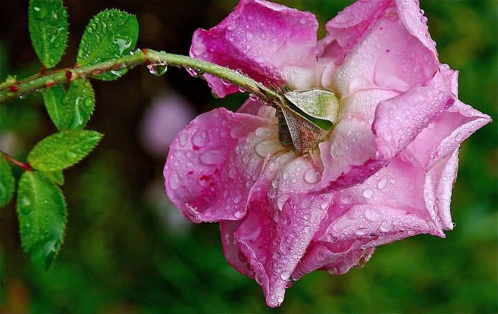 rain rain rain beautiful rain, gardening, My beloved Belinda s Dream rose is also heavy with the blessed rain