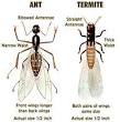 pesky pests, Termite Swarmers Alates reproductives compared to Ant swarmers reproductives