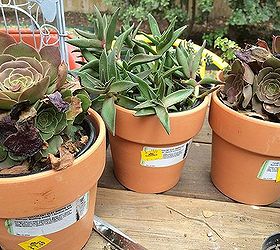 succulents for mother s day, flowers, gardening, seasonal holiday d cor, succulents