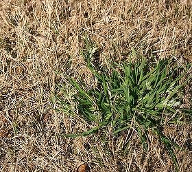 i bet you have one of these weeds in your lawn now i ve had them all at one time, gardening, annual bluegrass