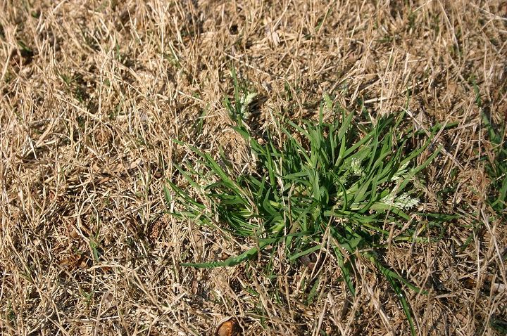 i bet you have one of these weeds in your lawn now i ve had them all at one time, gardening, annual bluegrass
