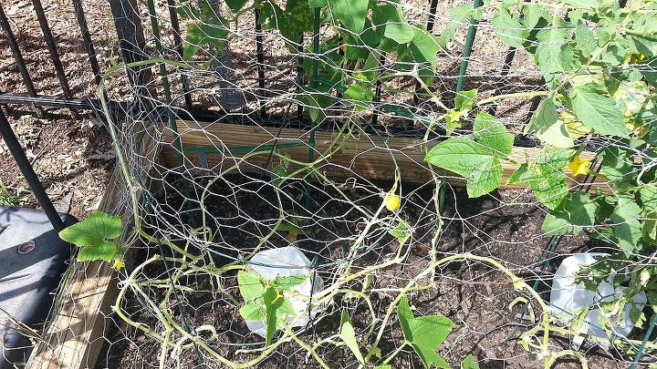 yellow cucumbers short or rououndish, gardening, This is what Cucumbers look like with all dead yellowing vines and Yellow cukes and yellow and ROUND cukes growing