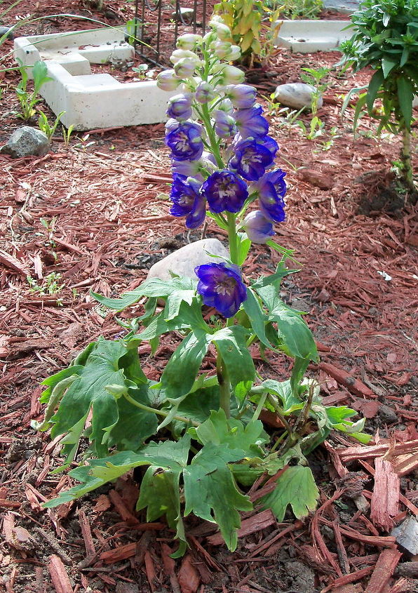 pretty in purple, flowers, gardening, delphinium just planted