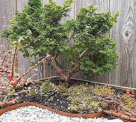 gardening for the super bowl, flowers, gardening, A dwarf Hinoki Cypress limbed up to show some trunk