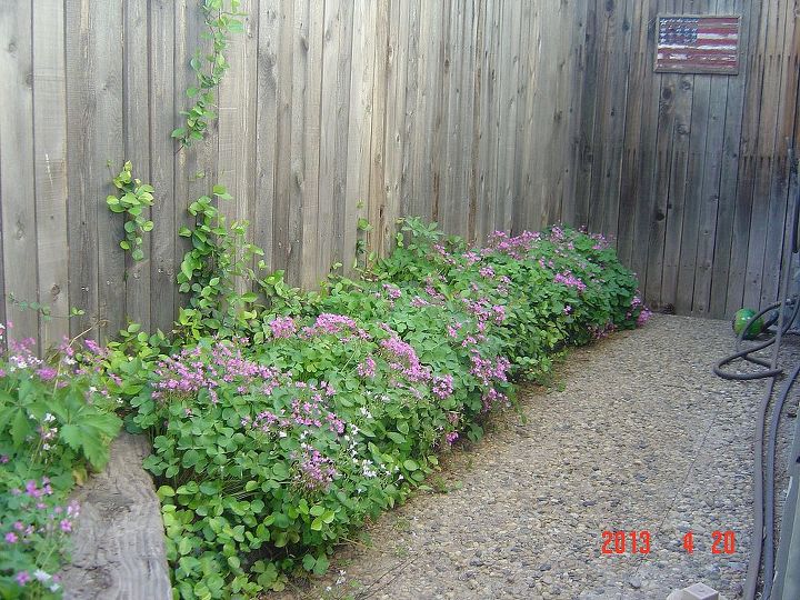 oxalis e amores perfeitos florescendo na primavera no oeste do texas, Oxalis em plena flora o