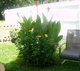 do cannas have seeds, flowers, gardening