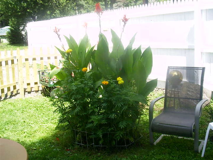 do cannas have seeds, flowers, gardening