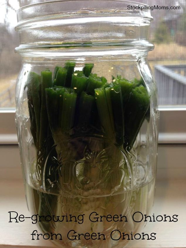 re growing green onions from green onions, gardening, Regrowing Green Onions From Green Onions