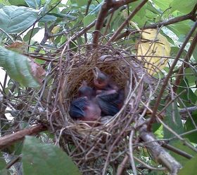 of children curiosity and creating a new generation of earth stewards, flowers, gardening, if you lucky you will get to watch with your child a baby bird family grow up and fly away