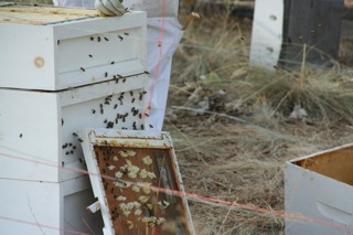 plantas apcolas de un criador de abejas, Una colmena activa en la granja