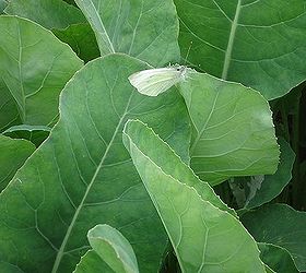 keeping your brassicas pest free, gardening, pest control, The cabbage moth lays her eggs on your Brassica plants