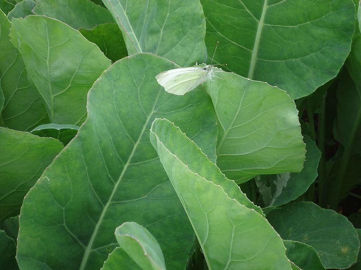 como manter suas brassicas livres de pragas, A mariposa do repolho p e seus ovos em suas plantas Brassica