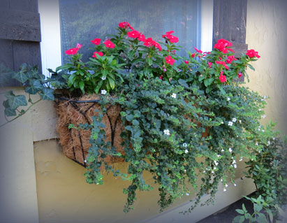 saturday sparks window boxes, flowers, gardening, My window boxes are enjoying the mild summer