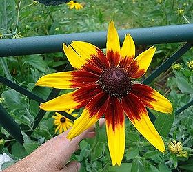 hot colours of july, gardening, Rudbeckia