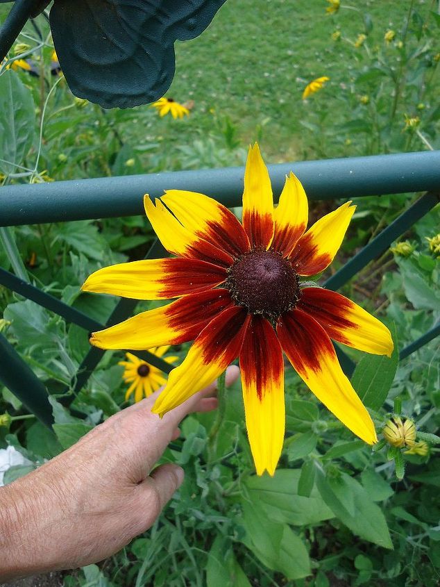 hot colours of july, gardening, Rudbeckia