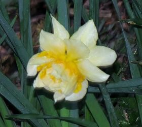 my spring garden, flowers, gardening, outdoor living, succulents, Double daffodil