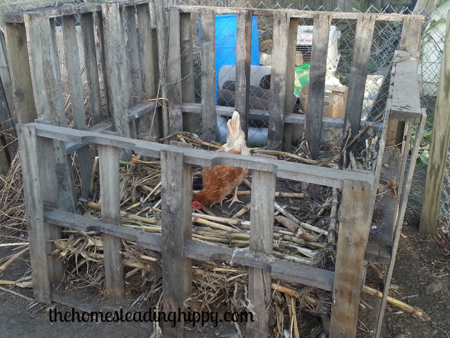 why we moved our compost bins in with our chickens, composting, go green