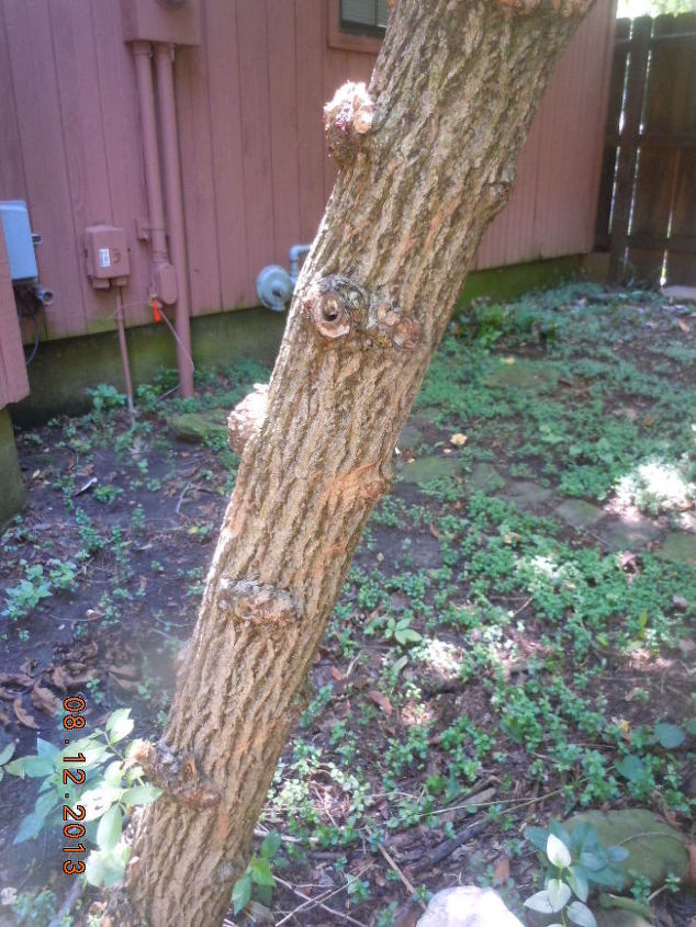 can you help me id this arkansas tree scientific name would be great, gardening