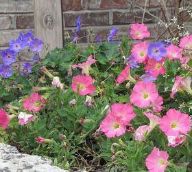 the colors of illinois october, flowers, gardening, perennials, Perennial geranium Roxanne with annual petunia
