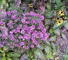 garden blooms june zone 6, container gardening, flowers, gardening, hibiscus, hydrangea, outdoor living, Purple asters mid September