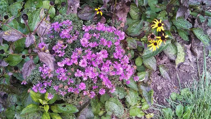 garden blooms june zone 6, container gardening, flowers, gardening, hibiscus, hydrangea, outdoor living, Purple asters mid September