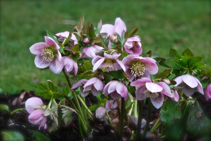 hellebores orientalis in our shade path garden this week, gardening, raised garden beds, Plant these clump forming plants up in a raised bed at waist height so that you can easily enjoy their pendulous blooms in early spring
