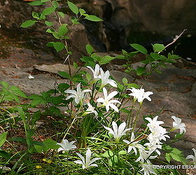 i wanted to post photos of the native to se us rain lily zephyranthes atamasca, gardening, Zephyranthes atamasca