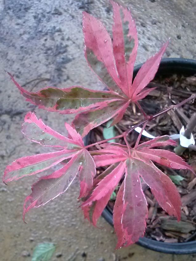 my love affair, Shirazz