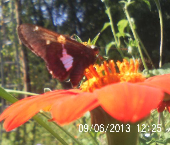 bee s butterflies n flowers, flowers, gardening, pets animals, Silver Spotted Skipper