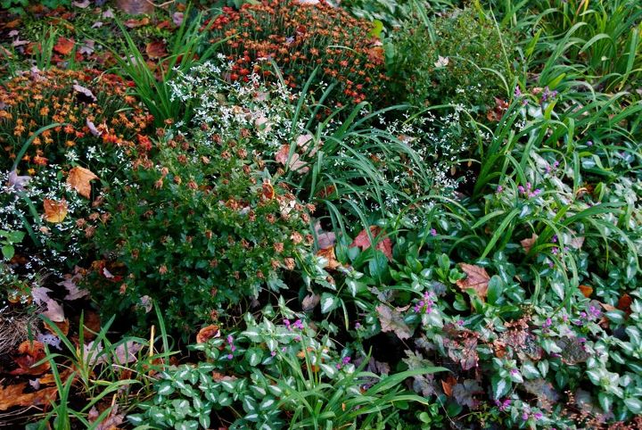 gardening in pennsylvania october 2013, flowers, gardening, hydrangea, Mums Euphorbia Diamond Frost and Lamium maculatum among the pruned daylily foliage