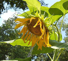 from last summer sunflower, gardening
