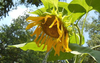 from last summer- sunflower!