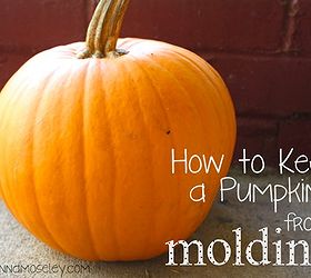 How to keep a pumpkin from molding! Hometalk