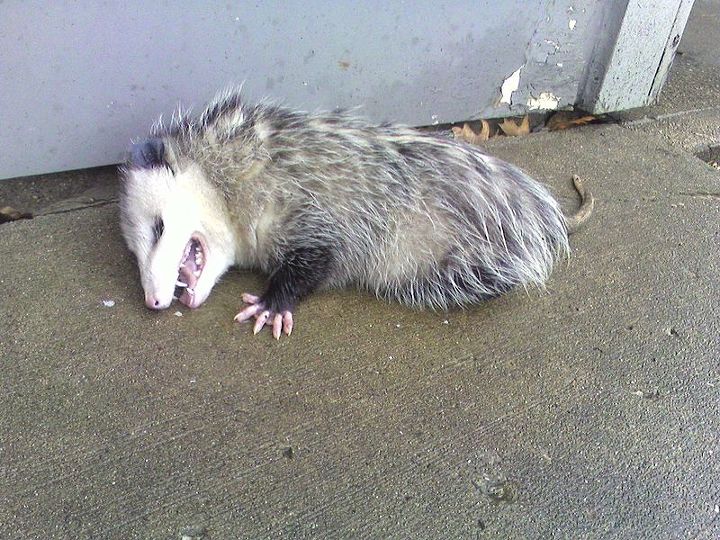 opossum, electrical, pest control, pets animals, Playing Opossum