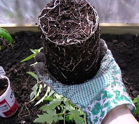 how to transplant heirloom tomato plants into the ground, gardening
