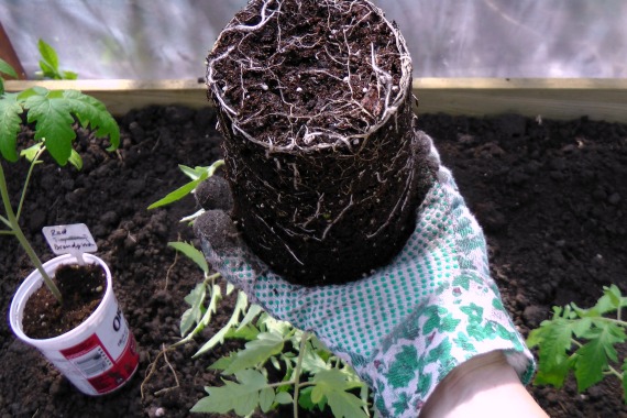 como transplantar plantas de tomate heirloom para o solo