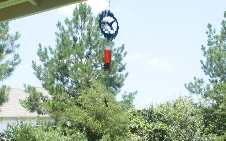 when should i stop feeding the hummingbirds, pets animals