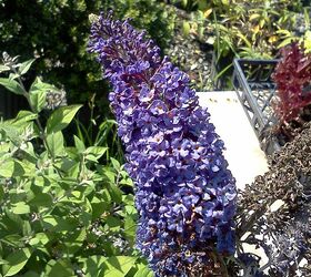 of children curiosity and creating a new generation of earth stewards, flowers, gardening, Butterfly bush comes in a gazillion colors now sure to please any palette